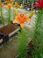 [1610 Benfica No02.JPG]